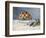 Still Life with Peaches and Grapes-Auguste Renoir-Framed Art Print