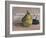 Still Life with Pear and Grapes-Egisto Paolo Fabbri-Framed Art Print