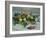 Still Life with Pears and Grapes, 1880-Claude Monet-Framed Giclee Print