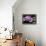 Still Life with Pebble and Orchid-crystalfoto-Framed Premier Image Canvas displayed on a wall