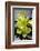 Still Life with Pebble and Orchid-crystalfoto-Framed Photographic Print