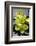 Still Life with Pebble and Orchid-crystalfoto-Framed Photographic Print