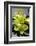 Still Life with Pebble and Orchid-crystalfoto-Framed Photographic Print