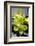 Still Life with Pebble and Orchid-crystalfoto-Framed Photographic Print
