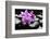 Still Life with Pebble and Orchid-crystalfoto-Framed Photographic Print