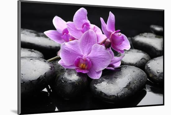 Still Life with Pebble and Orchid-crystalfoto-Mounted Photographic Print