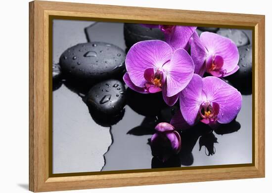 Still Life with Pebbles and Branch Orchid-crystalfoto-Framed Premier Image Canvas