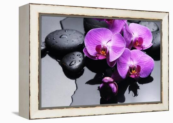 Still Life with Pebbles and Branch Orchid-crystalfoto-Framed Premier Image Canvas