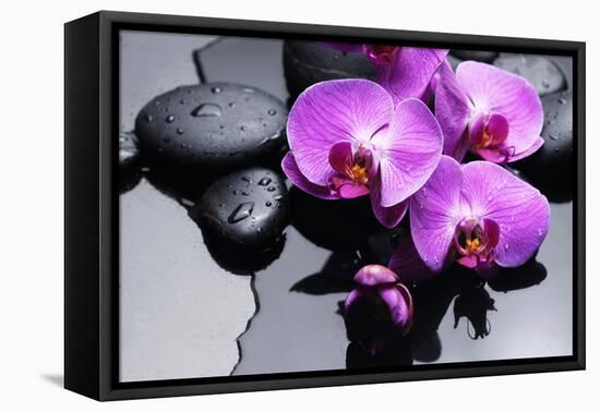 Still Life with Pebbles and Branch Orchid-crystalfoto-Framed Premier Image Canvas