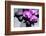 Still Life with Pebbles and Branch Orchid-crystalfoto-Framed Photographic Print