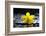 Still Life with Pebbles and Yellow Orchid-crystalfoto-Framed Photographic Print