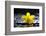 Still Life with Pebbles and Yellow Orchid-crystalfoto-Framed Photographic Print