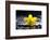 Still Life with Pebbles and Yellow Orchid-crystalfoto-Framed Photographic Print