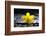 Still Life with Pebbles and Yellow Orchid-crystalfoto-Framed Photographic Print