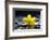 Still Life with Pebbles and Yellow Orchid-crystalfoto-Framed Photographic Print