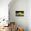 Still Life with Pebbles and Yellow Orchid-crystalfoto-Photographic Print displayed on a wall