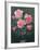 Still Life with Pink Roses in Vases-Albert Williams-Framed Giclee Print