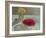 Still Life with Redcurrants and Marigolds, 1991-Timothy Easton-Framed Giclee Print