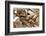 Still Life with Several Types of Bread and Rolls-Eising Studio - Food Photo and Video-Framed Photographic Print