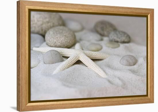 Still Life with Starfish-Andrea Haase-Framed Premier Image Canvas