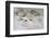 Still Life with Starfish-Andrea Haase-Framed Photographic Print