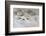 Still Life with Starfish-Andrea Haase-Framed Photographic Print