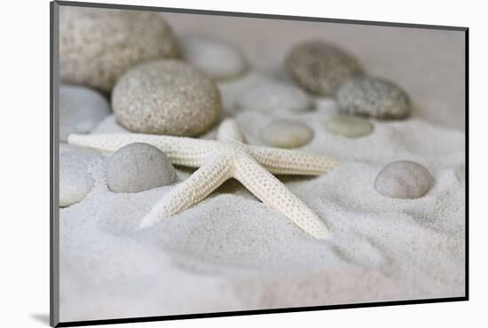 Still Life with Starfish-Andrea Haase-Mounted Photographic Print