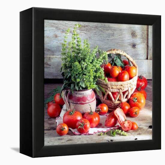 Still Life with Tomatoes and Flowering Basil in a Vase-null-Framed Premier Image Canvas