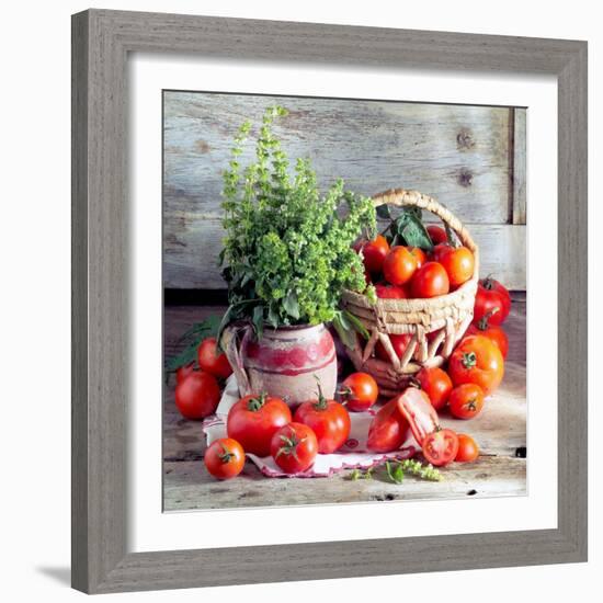 Still Life with Tomatoes and Flowering Basil in a Vase-null-Framed Photographic Print