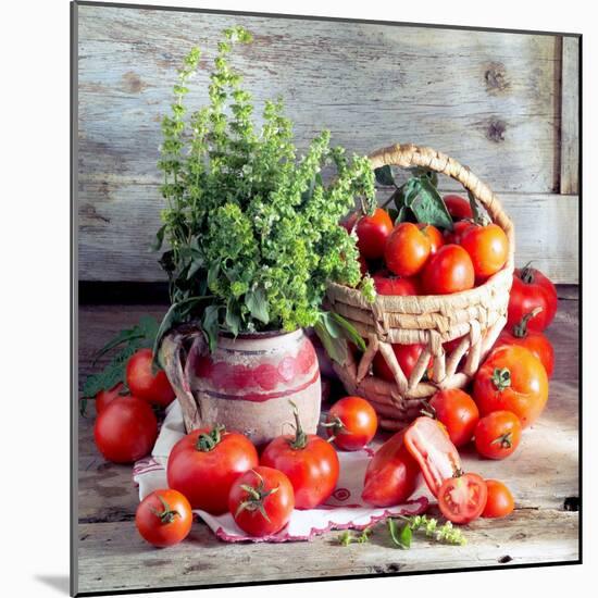 Still Life with Tomatoes and Flowering Basil in a Vase-null-Mounted Photographic Print