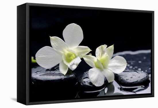 Still Life with Two White Orchid with Stones-crystalfoto-Framed Premier Image Canvas