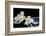 Still Life with Two White Orchid with Stones-crystalfoto-Framed Photographic Print