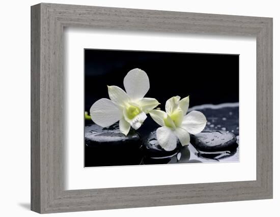 Still Life with Two White Orchid with Stones-crystalfoto-Framed Photographic Print