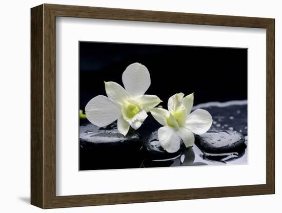 Still Life with Two White Orchid with Stones-crystalfoto-Framed Photographic Print