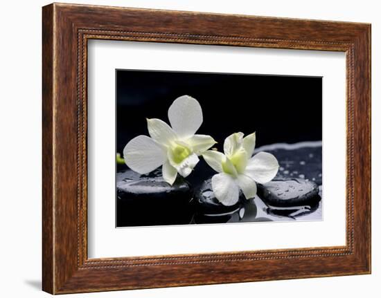 Still Life with Two White Orchid with Stones-crystalfoto-Framed Photographic Print