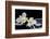 Still Life with Two White Orchid with Stones-crystalfoto-Framed Photographic Print