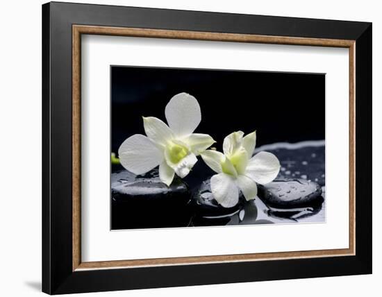 Still Life with Two White Orchid with Stones-crystalfoto-Framed Photographic Print