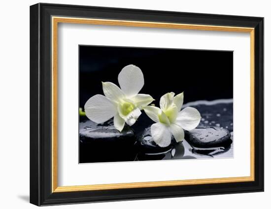 Still Life with Two White Orchid with Stones-crystalfoto-Framed Photographic Print