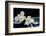 Still Life with Two White Orchid with Stones-crystalfoto-Framed Photographic Print