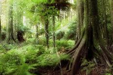New Zealand Tropical Forest Jungle-STILLFX-Photographic Print