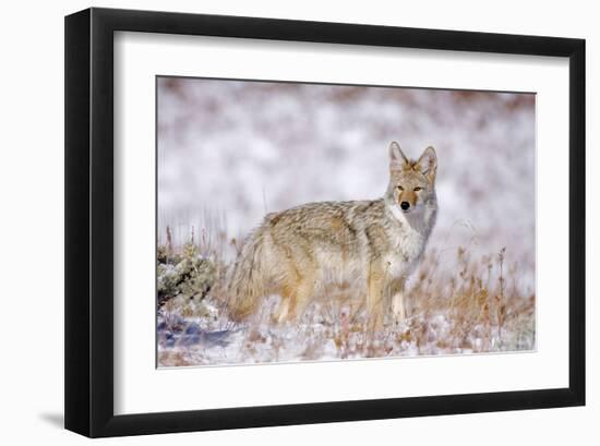 Stillness Of The Moment-null-Framed Art Print