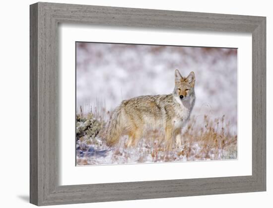 Stillness Of The Moment-null-Framed Art Print