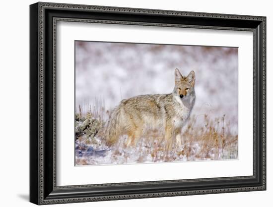 Stillness Of The Moment-null-Framed Art Print