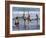 Stilt Fishermen, Weligama, Sri Lanka, Asia-Upperhall Ltd-Framed Photographic Print