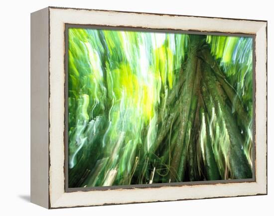 Stilt Root of a Walking Palm, Borro Colorado Island, Panama-Christian Ziegler-Framed Premier Image Canvas