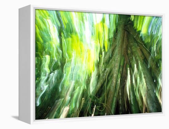 Stilt Root of a Walking Palm, Borro Colorado Island, Panama-Christian Ziegler-Framed Premier Image Canvas