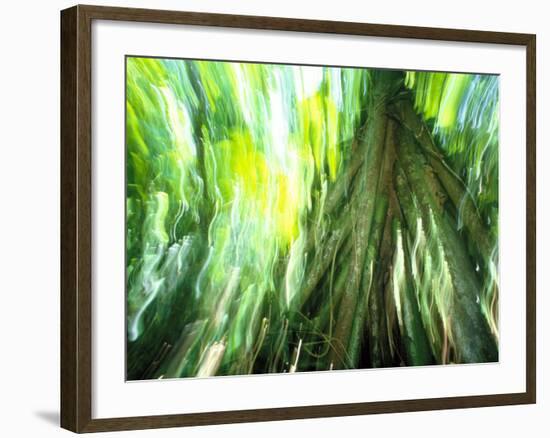 Stilt Root of a Walking Palm, Borro Colorado Island, Panama-Christian Ziegler-Framed Photographic Print