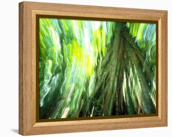 Stilt Root of a Walking Palm, Borro Colorado Island, Panama-Christian Ziegler-Framed Premier Image Canvas