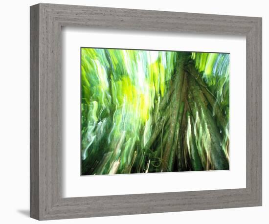 Stilt Root of a Walking Palm, Borro Colorado Island, Panama-Christian Ziegler-Framed Photographic Print