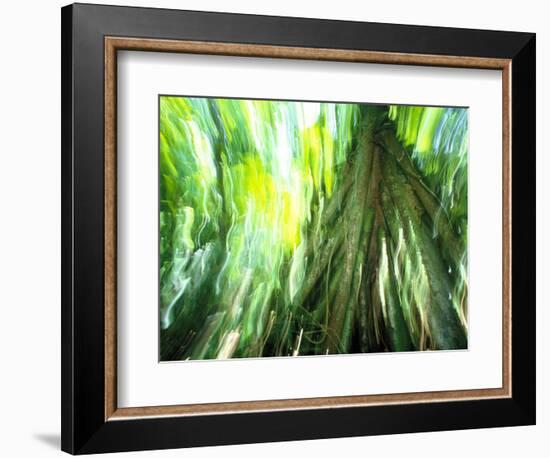 Stilt Root of a Walking Palm, Borro Colorado Island, Panama-Christian Ziegler-Framed Photographic Print